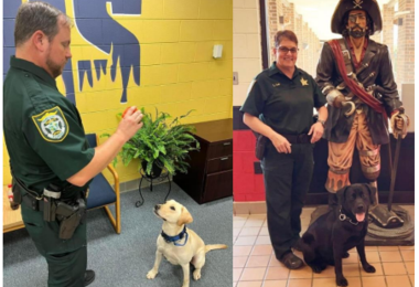 Read More - Colt and Kimber Join HDSB